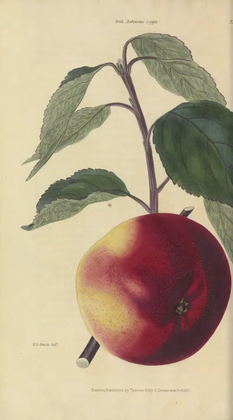 Red Astracan Apple by Charles McIntosh, 1829 — digital art print download
