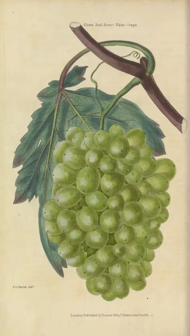 Grove End Sweet-Water Grape by Charles McIntosh, 1829 — digital art print download