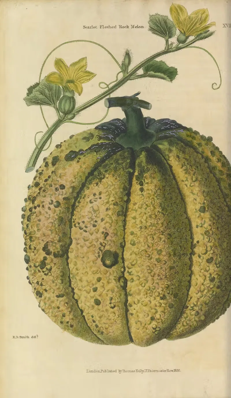 Scarlet-fleshed Melon by Charles McIntosh, 1829 — digital art print download