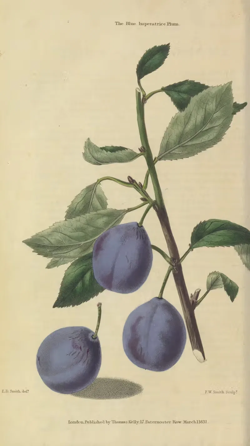 Blue Imperatrice Plum by Charles McIntosh, 1829 — digital art print download