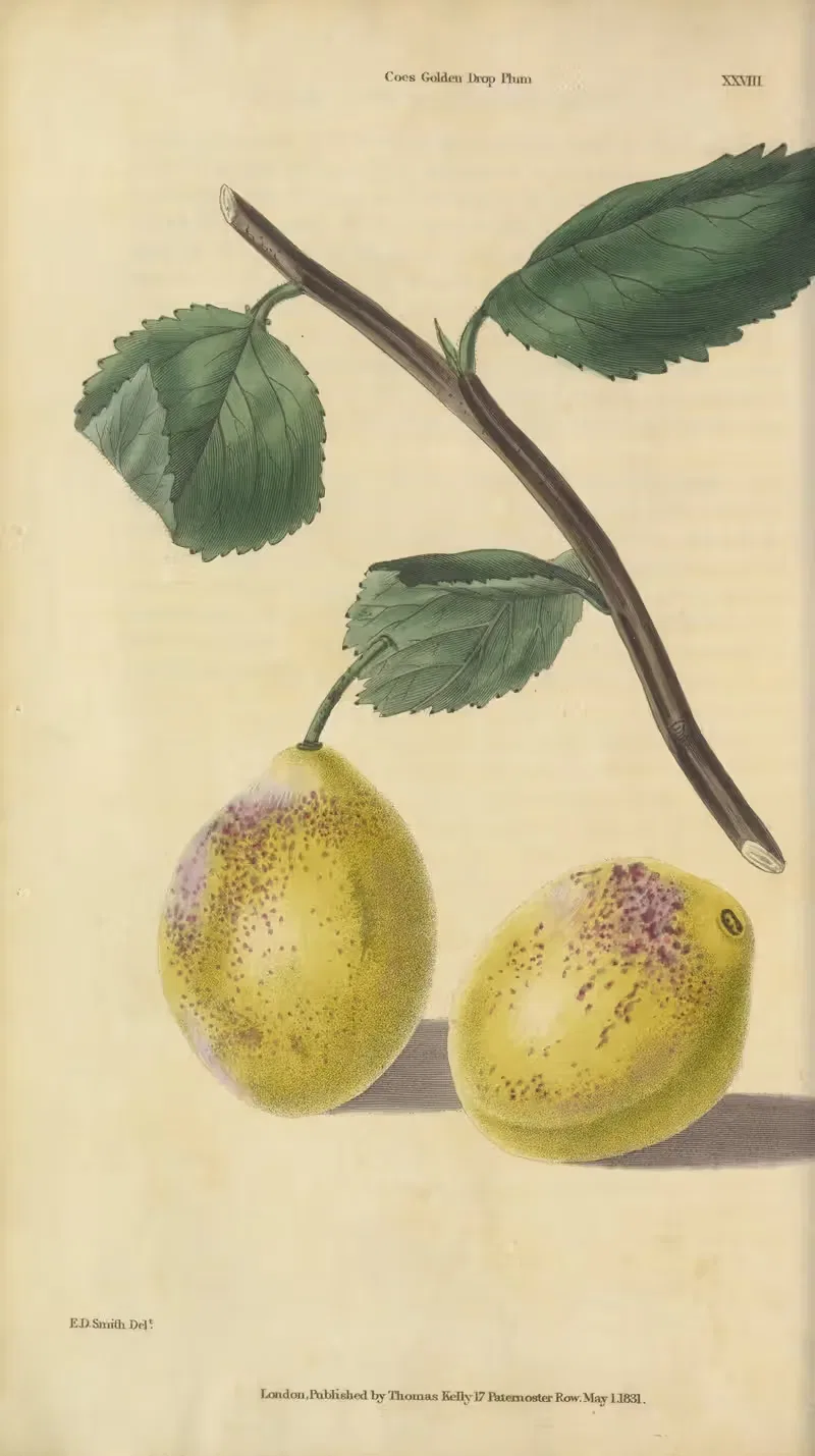 Coe’s Golden-Drop Plum by Charles McIntosh, 1829 — digital art print download