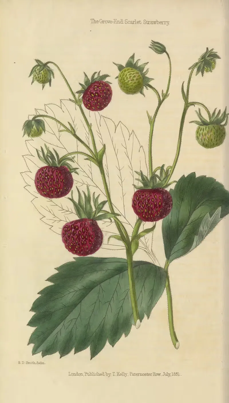 Grove-End Scarlet Strawberry by Charles McIntosh, 1829 — digital art print download