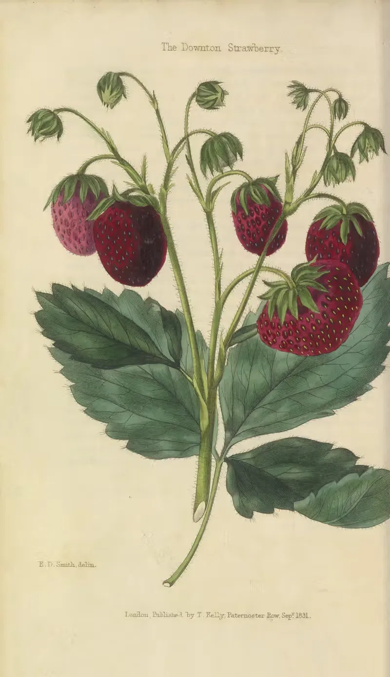 Downton Strawberry by Charles McIntosh, 1829 — digital art print download