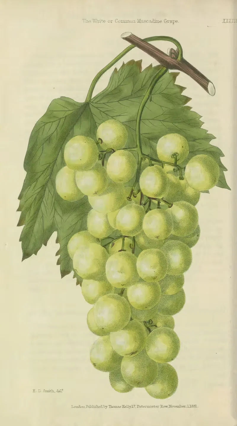White or Common Muscadine Grape by Charles McIntosh, 1829 — digital art print download