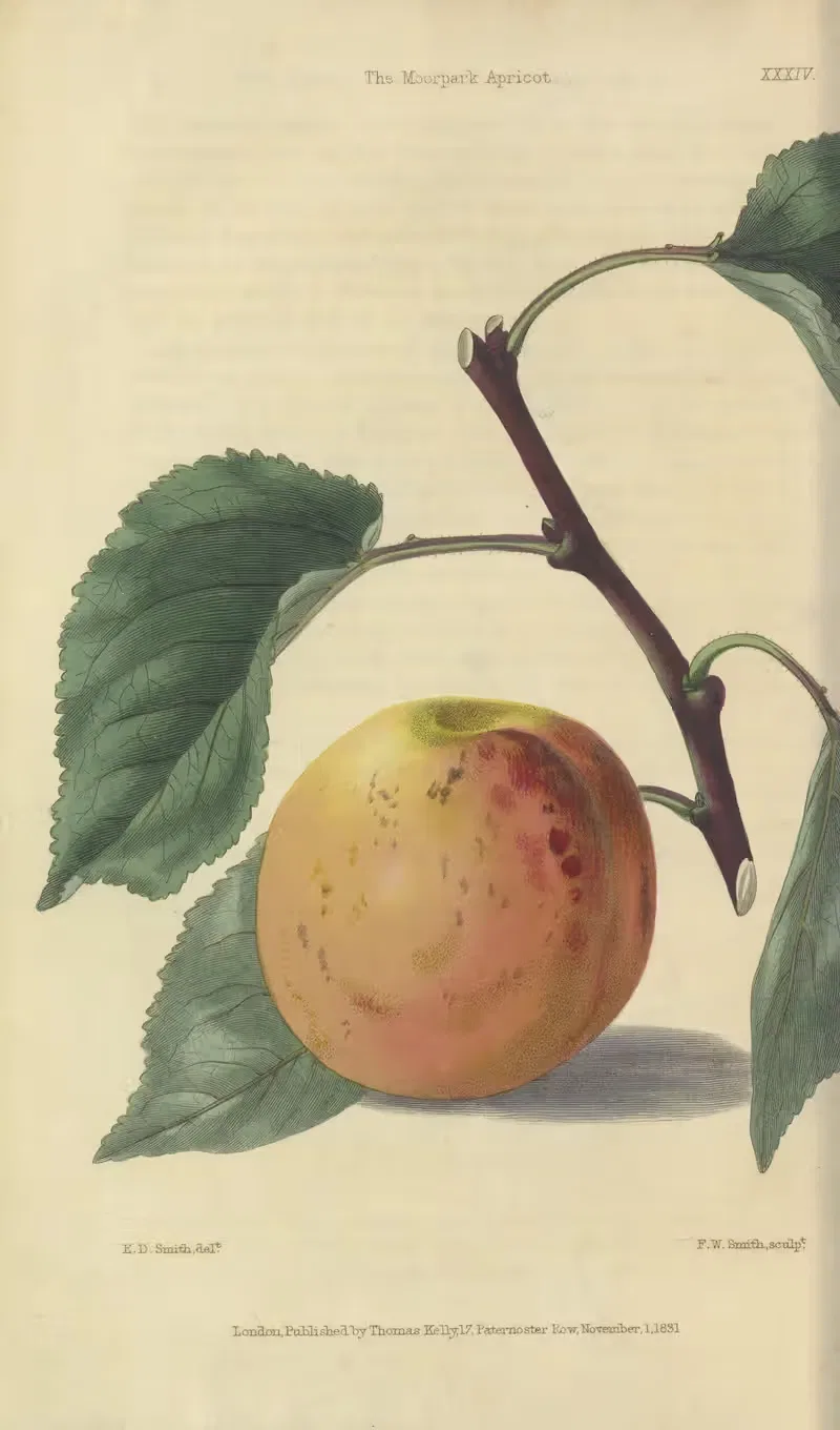 Moorpark Apricot by Charles McIntosh, 1829 — digital art print download