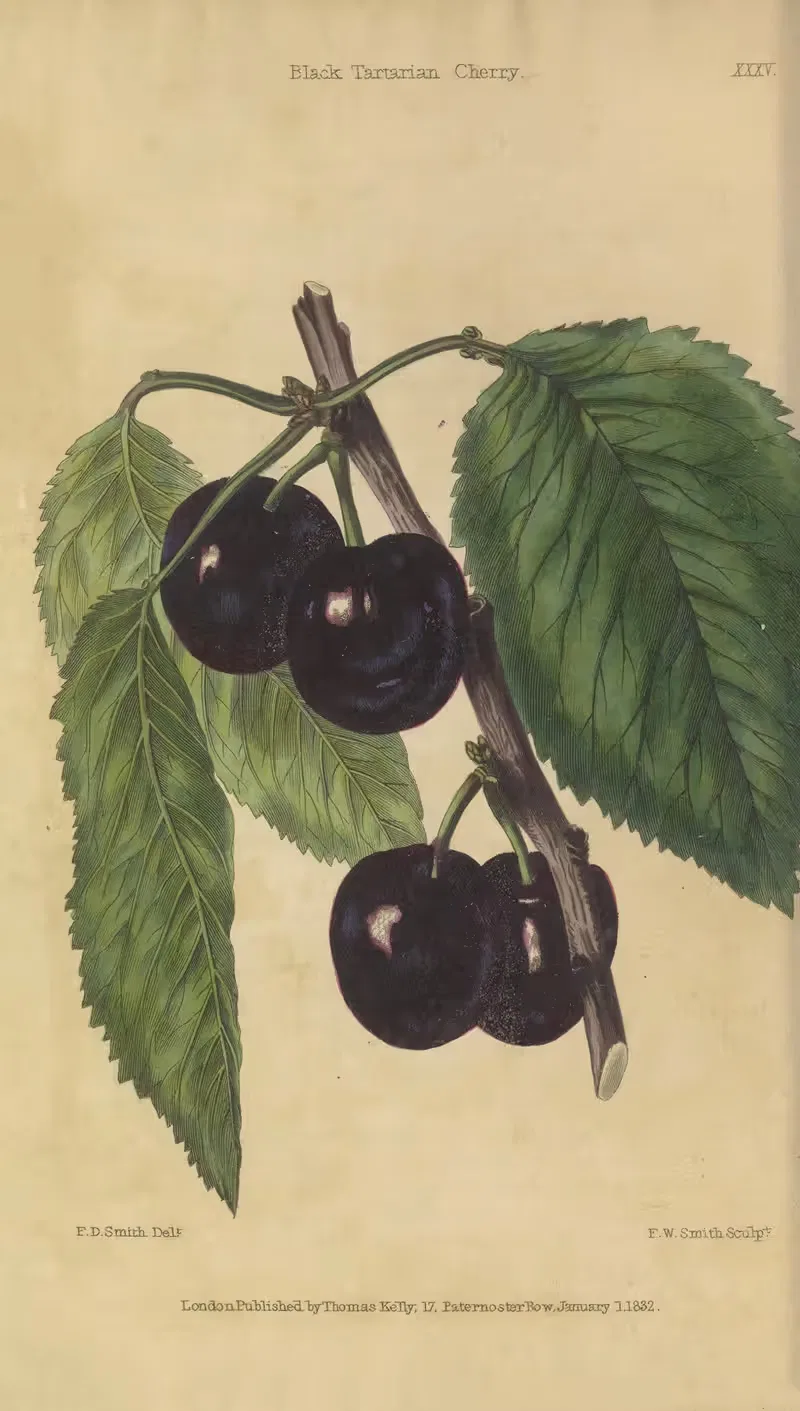 Black Tartarian Cherry by Charles McIntosh, 1829 — digital art print download