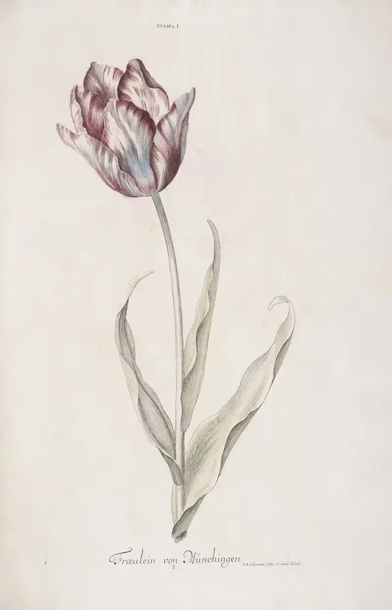 Tulipa I. Fräulein von München — Christoph Jakob Trew