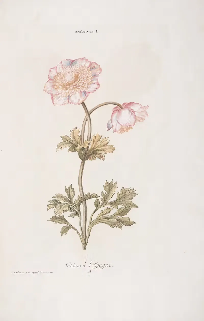 Anemone I. Bizard d'Espagne by Christoph Jakob Trew, 1772 — digital art print download