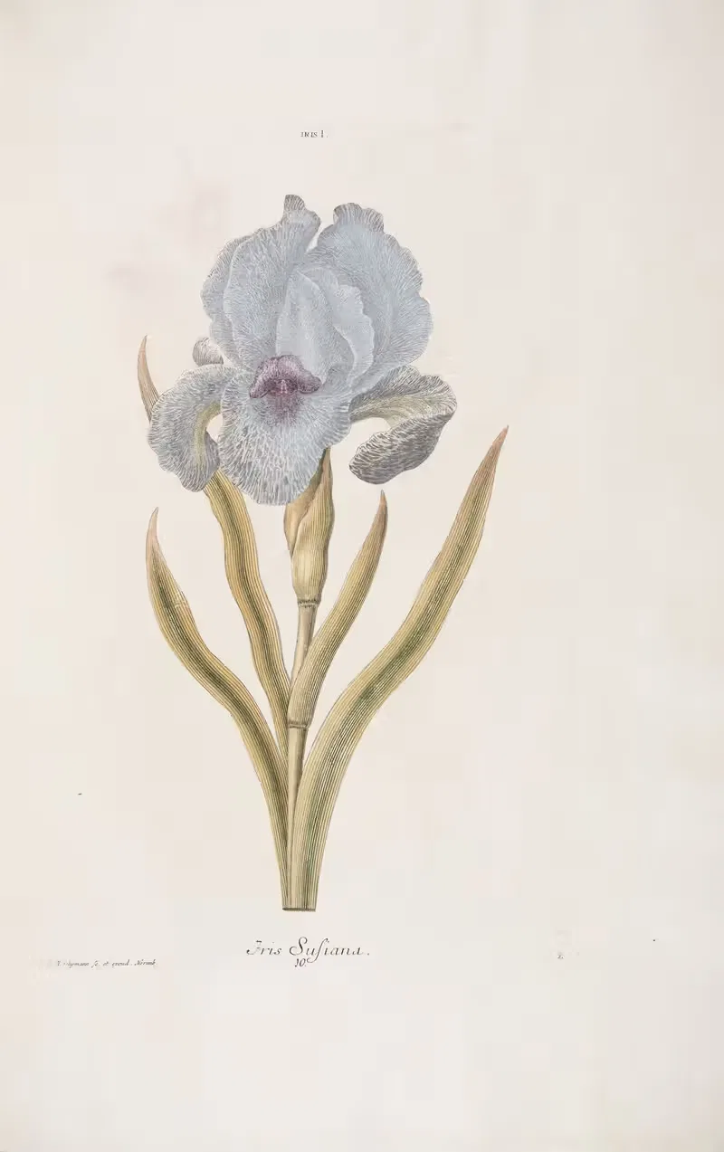 Iris I. Iris Susiana by Christoph Jakob Trew, 1772 — digital art print download