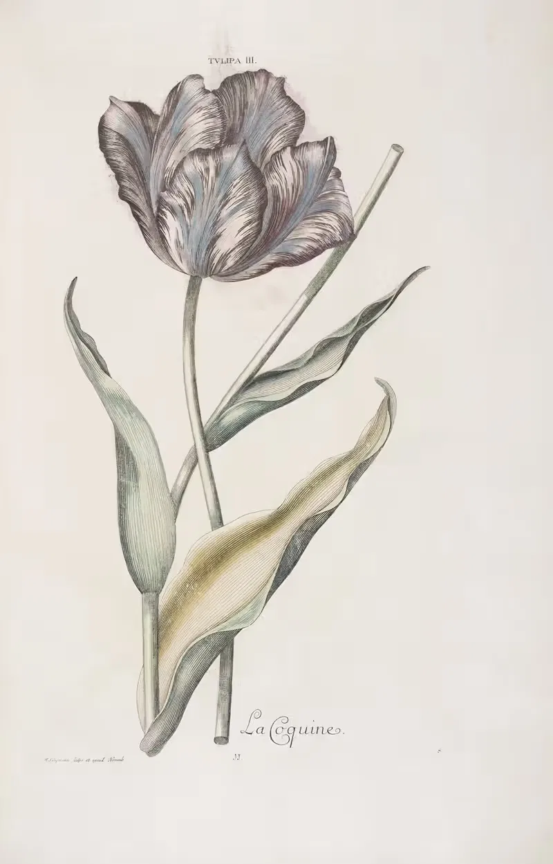 Tulipa III. La Coquine by Christoph Jakob Trew, 1772 — digital art print download