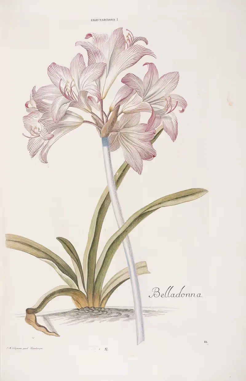 Lilio-Narcissus I. Belladonna — Christoph Jakob Trew