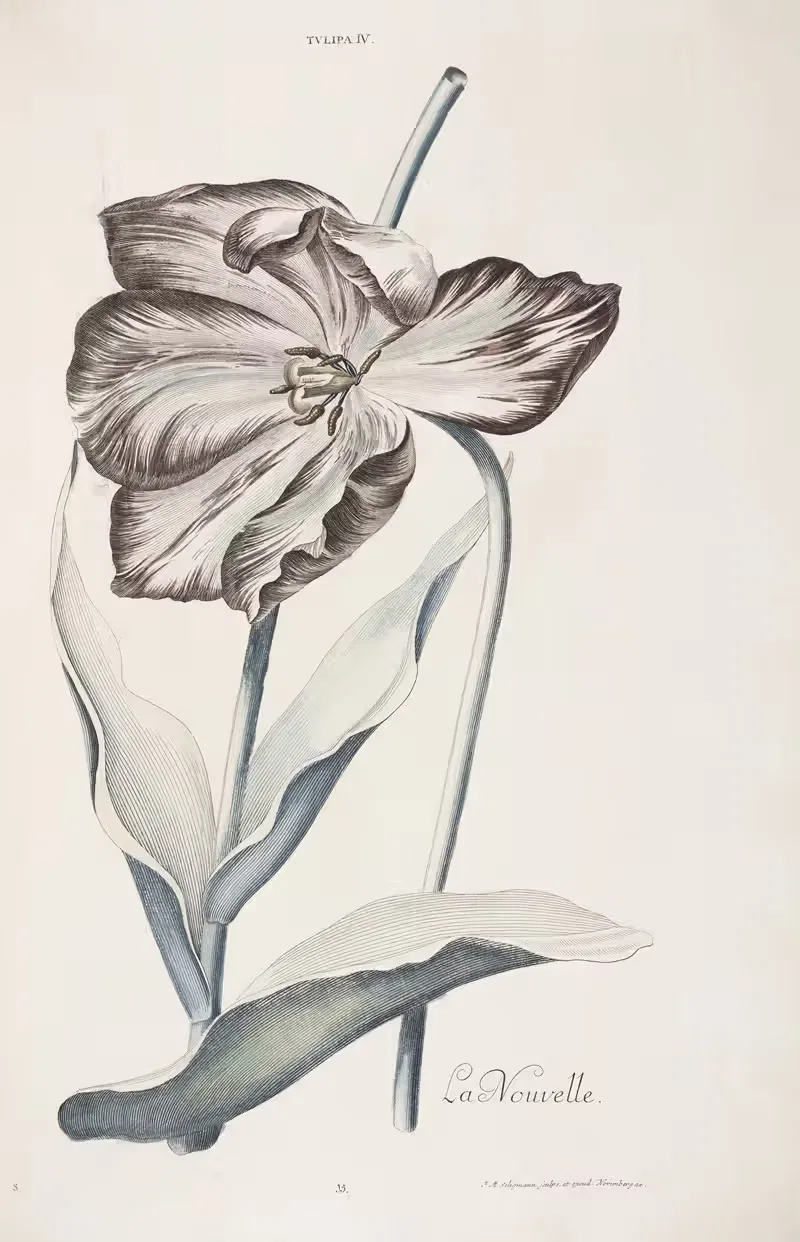 Tulipa IV. La Nouvelle by Christoph Jakob Trew, 1772 — digital art print download