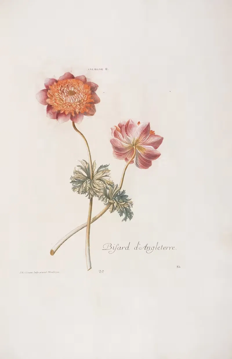 Anemone II. Bisard d'Angleterre by Christoph Jakob Trew, 1772 — digital art print download