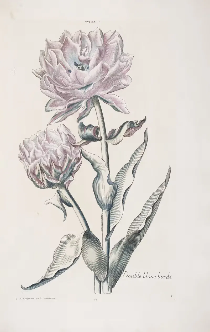 Tulipa V. Double blanc bordé by Christoph Jakob Trew, 1772 — digital art print download