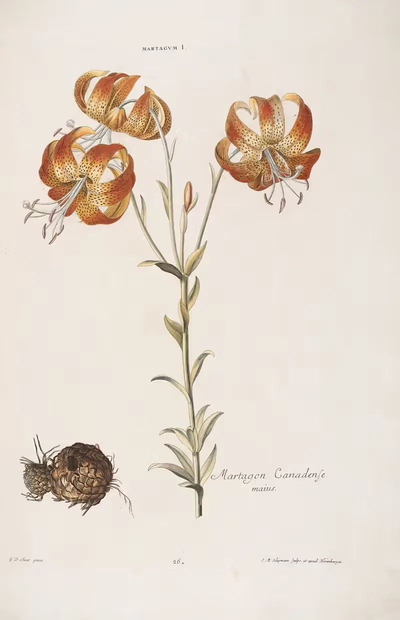 Martagon I. Martagon Canadense maius — Christoph Jakob Trew