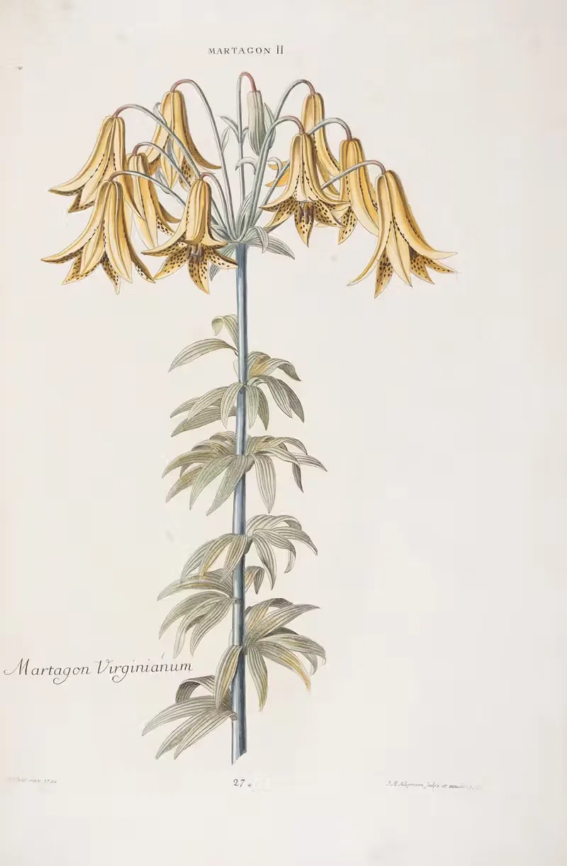 Martagon II. Martagon Virginianum — Christoph Jakob Trew