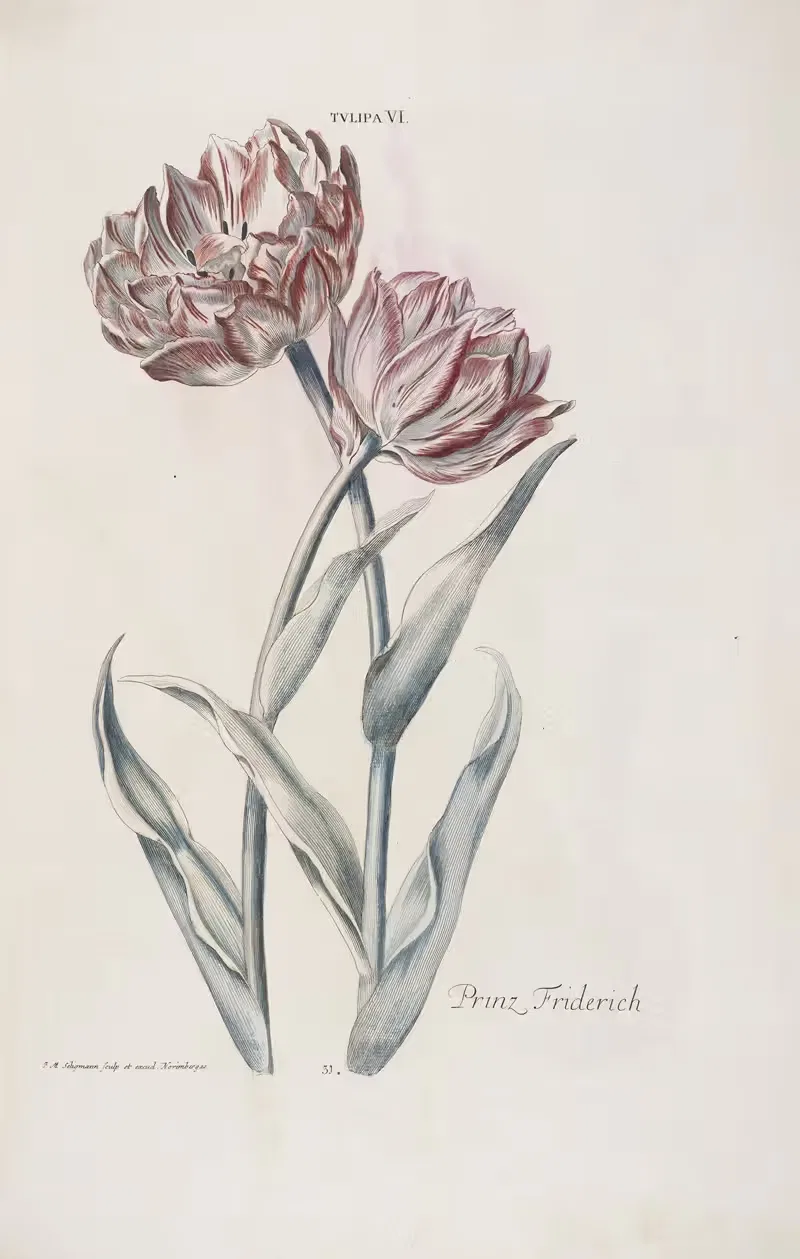 Tulipa VI. Prinz Friedrich by Christoph Jakob Trew, 1772 — digital art print download