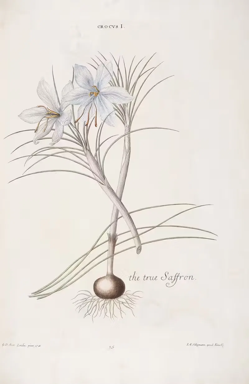 Crocus I. The true Saffron by Christoph Jakob Trew, 1772 — digital art print download