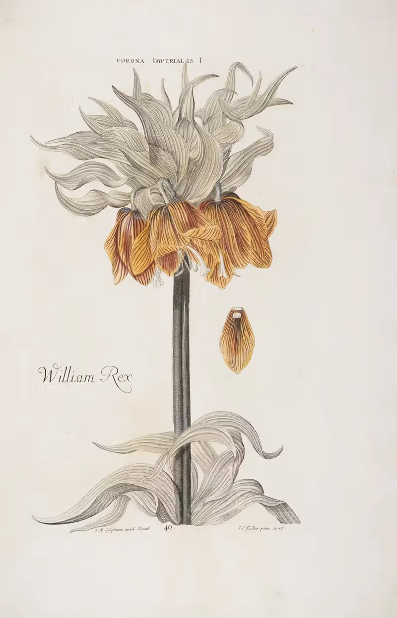 Corona Imperialis I. William Rex by Christoph Jakob Trew, 1772 — digital art print download