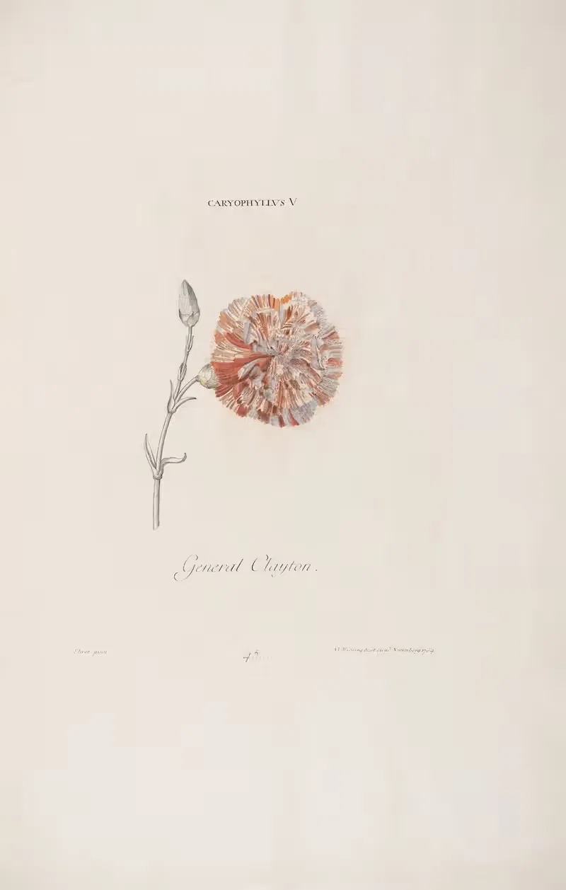 Caryophyllus V. General Clayton by Christoph Jakob Trew, 1772 — digital art print download