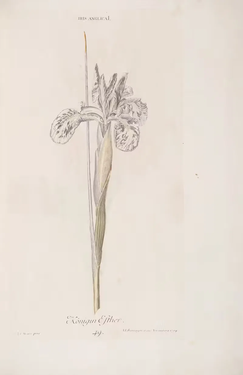 Iris Anglica I. Königin Esther by Christoph Jakob Trew, 1772 — digital art print download