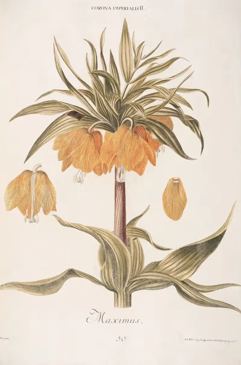 Corona Imperialis II. Maximus by Christoph Jakob Trew, 1772 — digital art print download