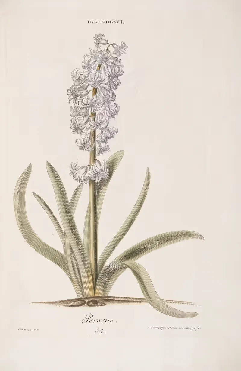 Hyacinthus VII. Perseus by Christoph Jakob Trew, 1772 — digital art print download