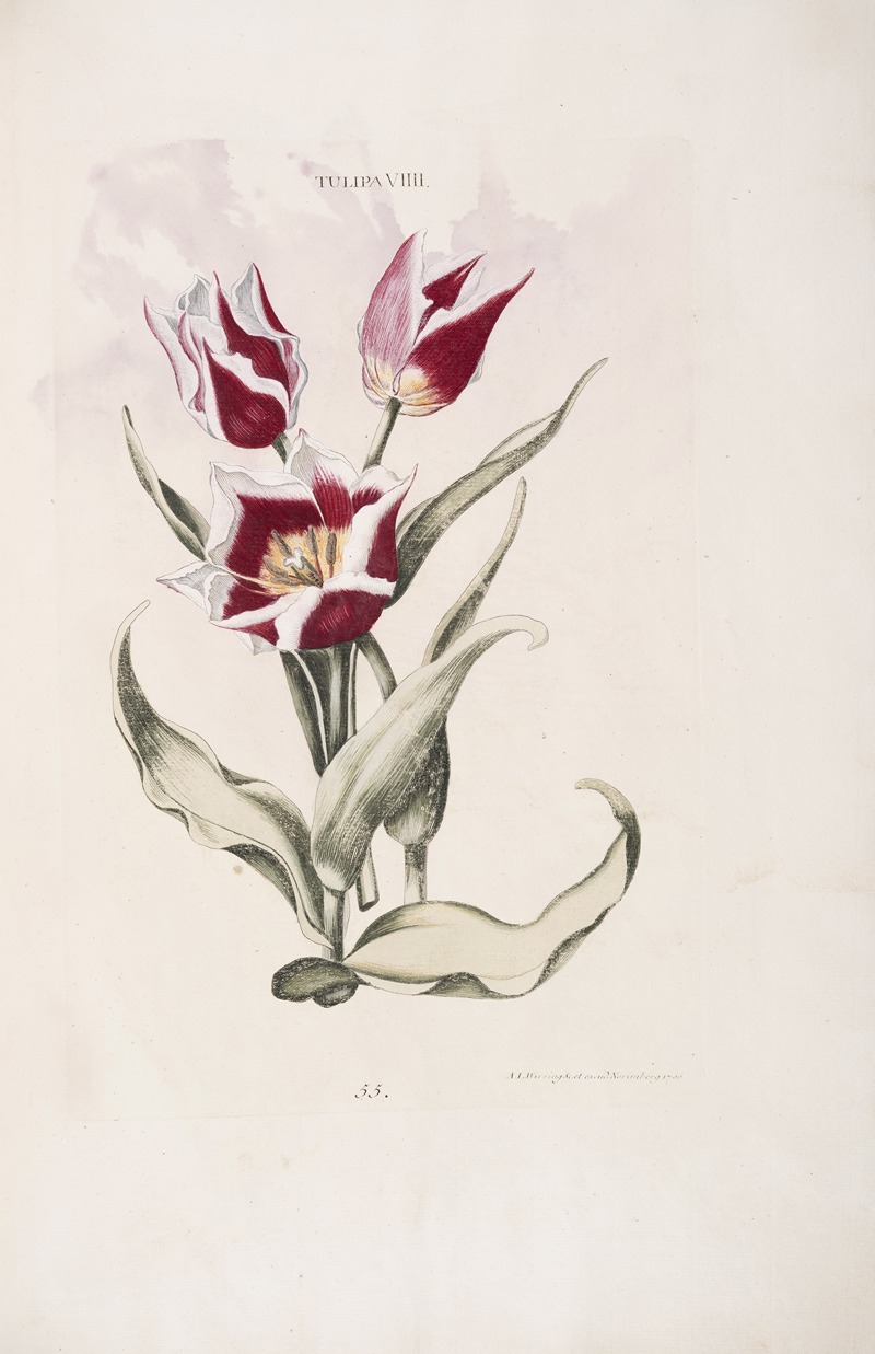 Tulipa VIII by Christoph Jakob Trew, 1772 — digital art print download