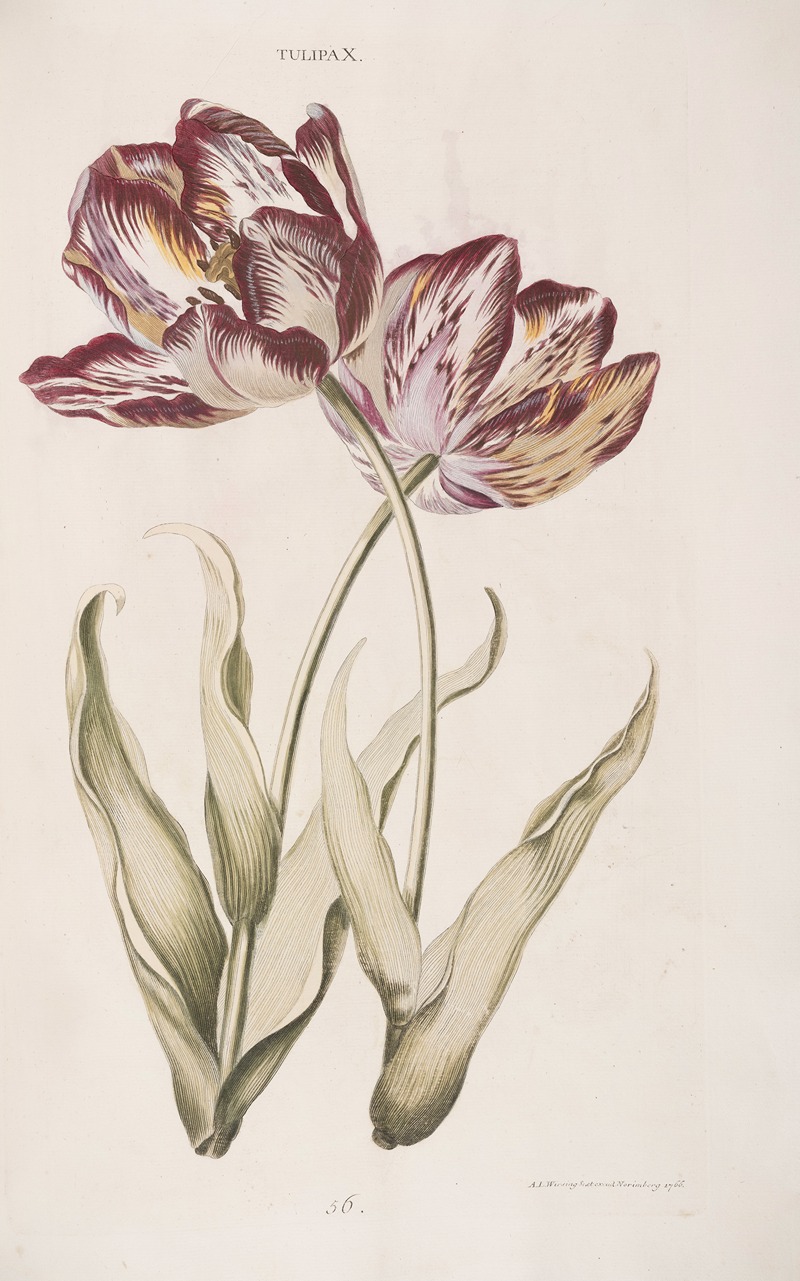 Tulipa X by Christoph Jakob Trew, 1772 — digital art print download