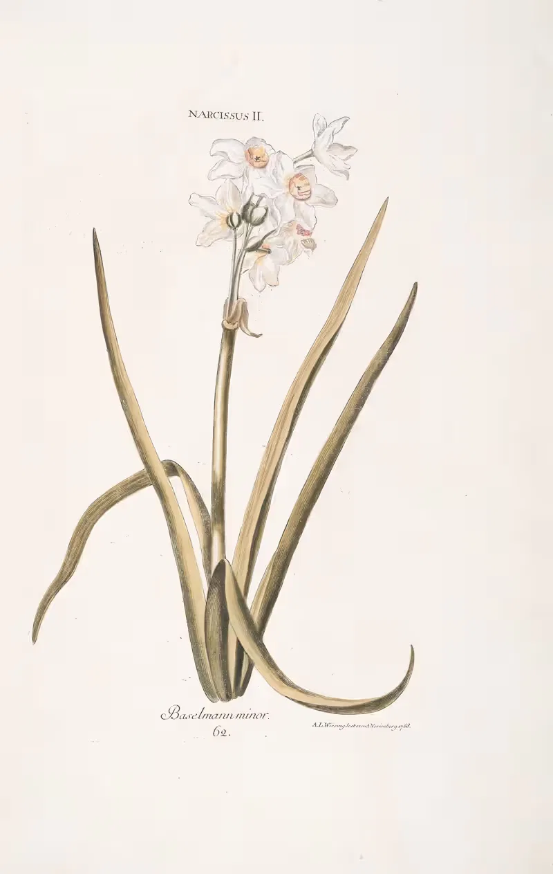 Narcissus II. Baselmann minor by Christoph Jakob Trew, 1772 — digital art print download