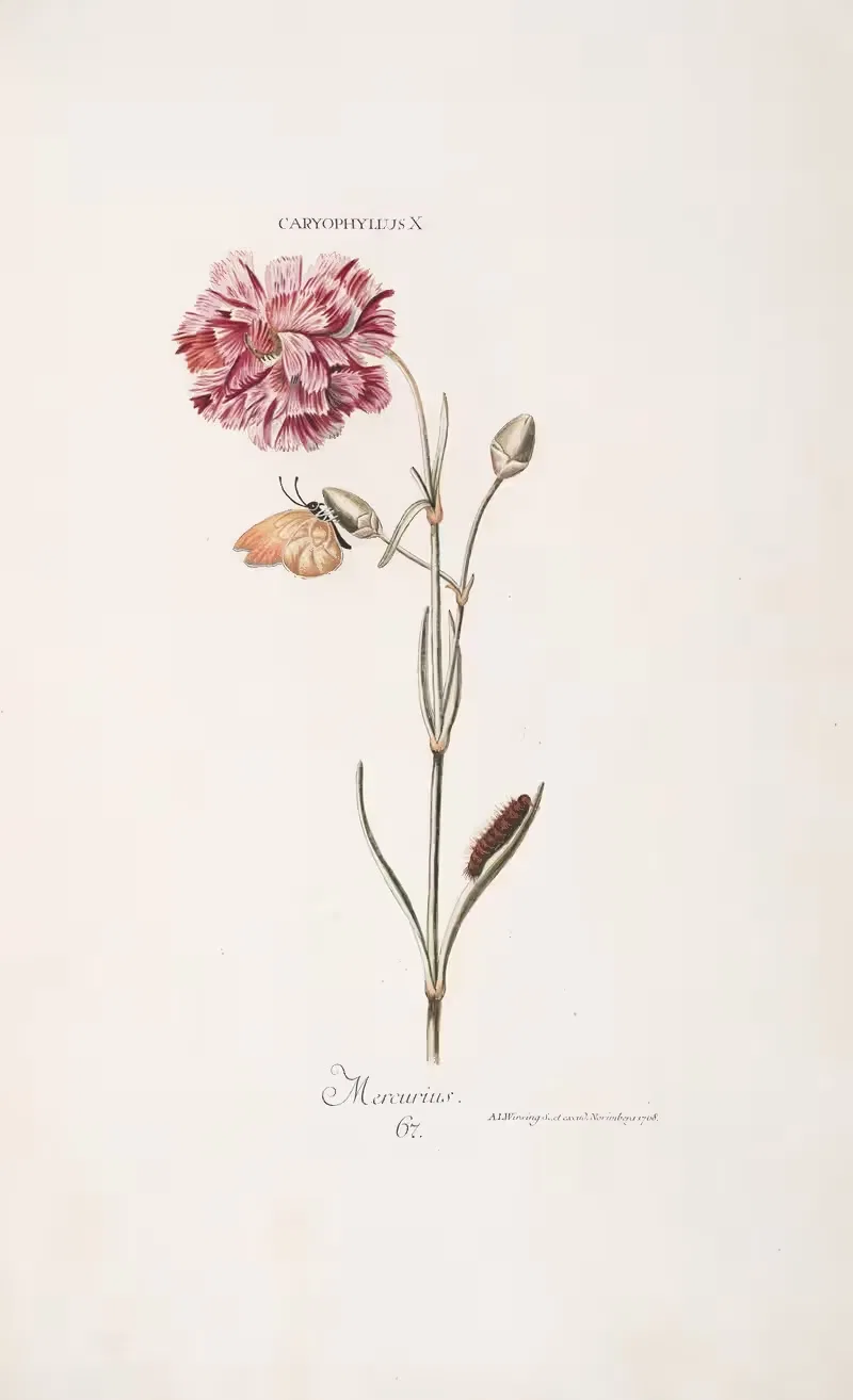 Caryophyllus X. Mercurius by Christoph Jakob Trew, 1772 — digital art print download