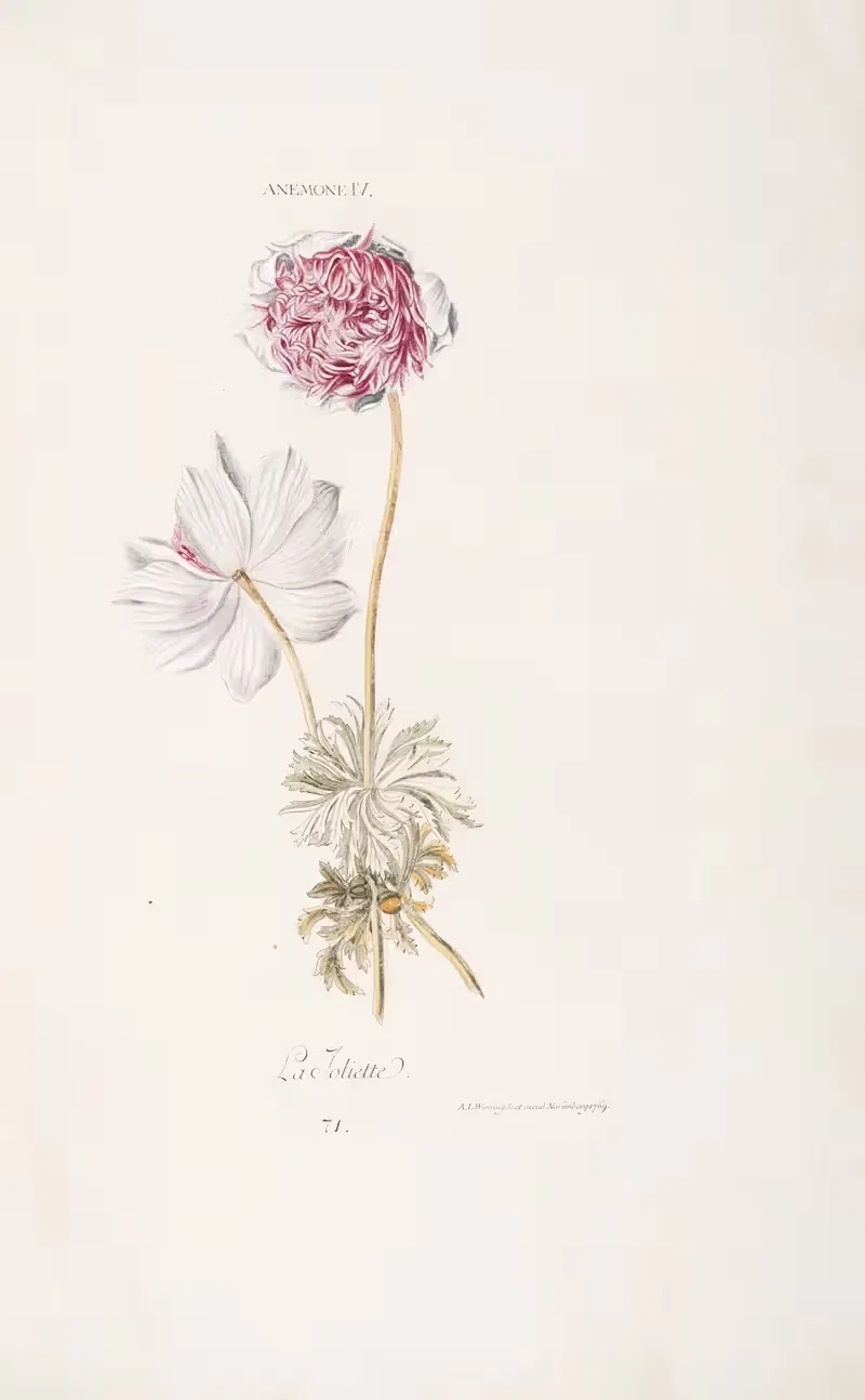 Anemone IV. La Joliette by Christoph Jakob Trew, 1772 — digital art print download
