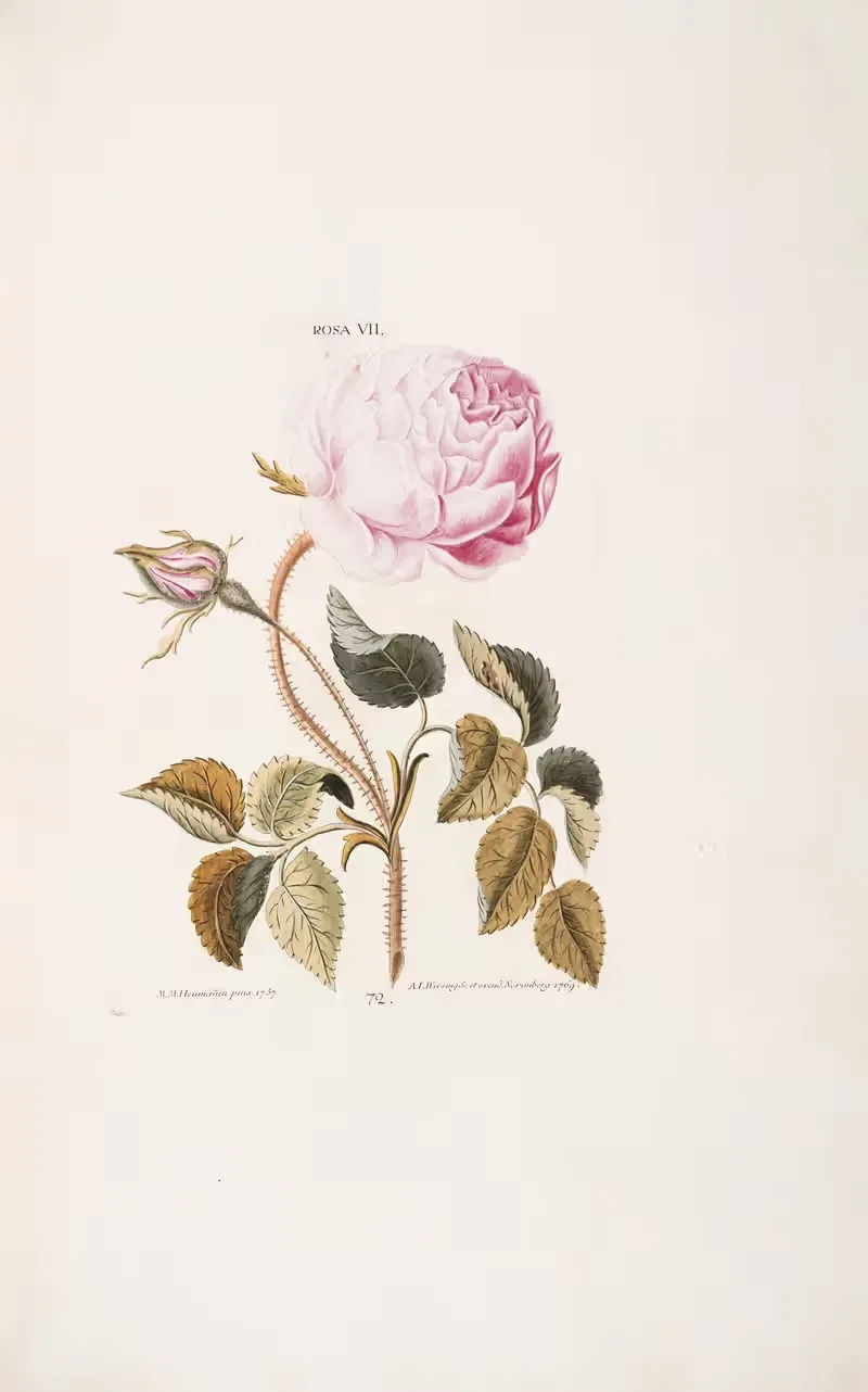 Rosa VII by Christoph Jakob Trew, 1772 — digital art print download