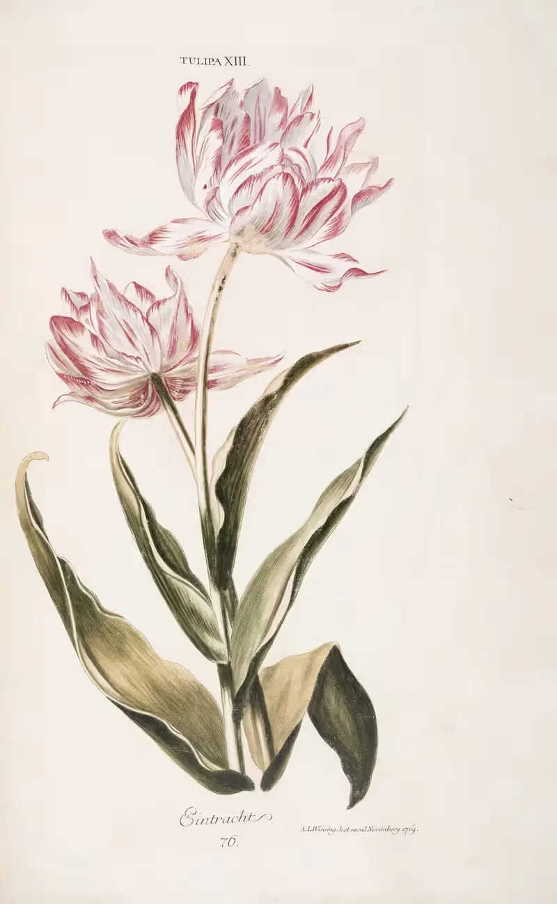 Tulipa XIII. Eintracht by Christoph Jakob Trew, 1772 — digital art print download