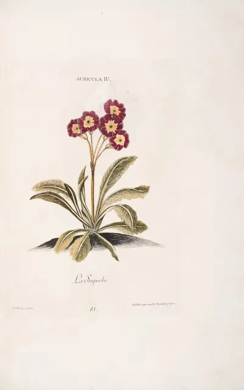 Auricula IV. La Superbe by Christoph Jakob Trew, 1772 — digital art print download