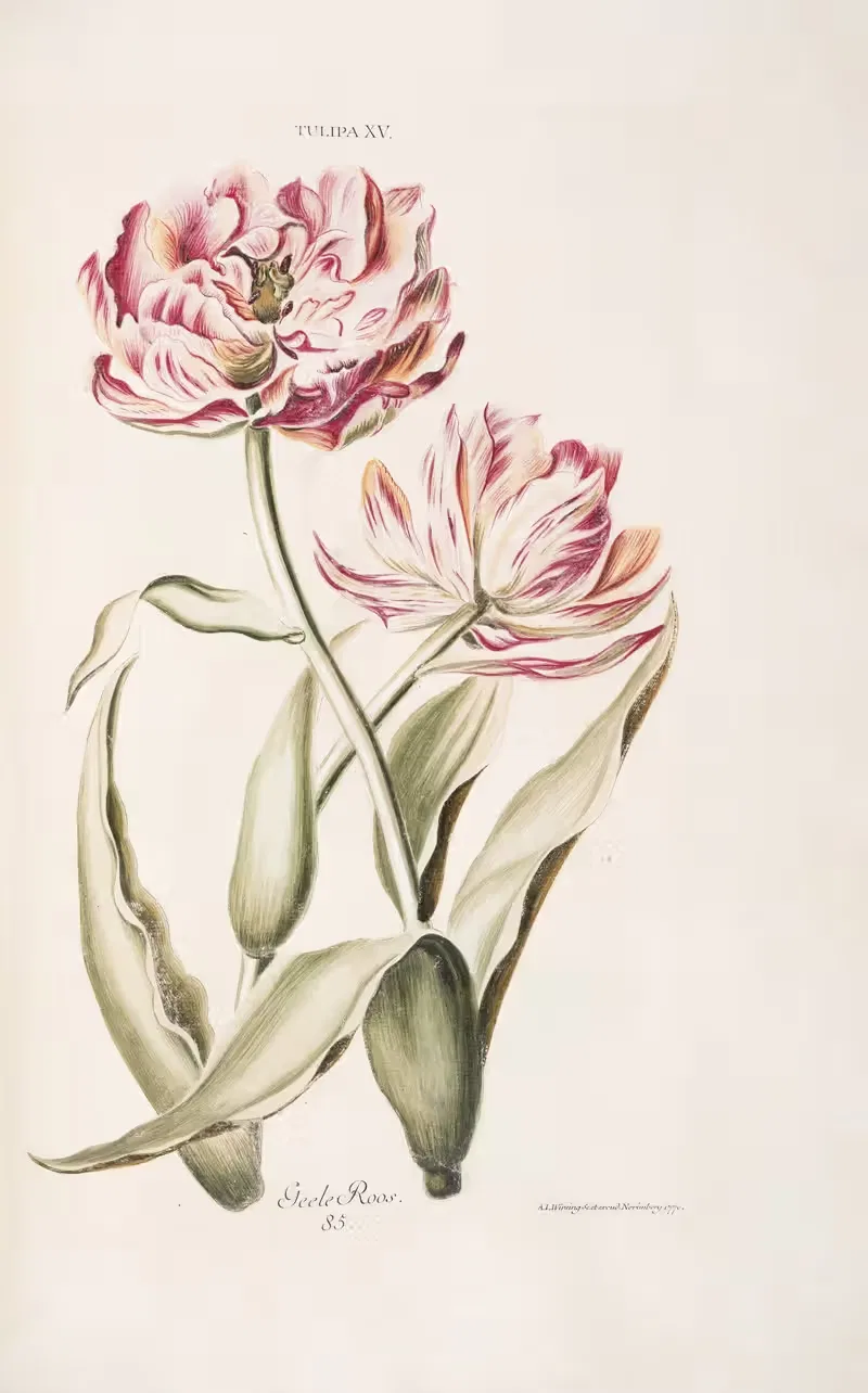 Tulipa XV. Geele Roos by Christoph Jakob Trew, 1772 — digital art print download