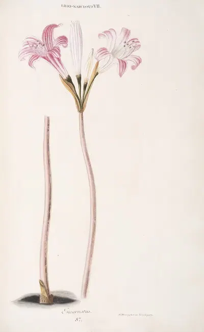 Lilio-Narcissus VII. Incarnatus by Christoph Jakob Trew, 1772 — digital art print download