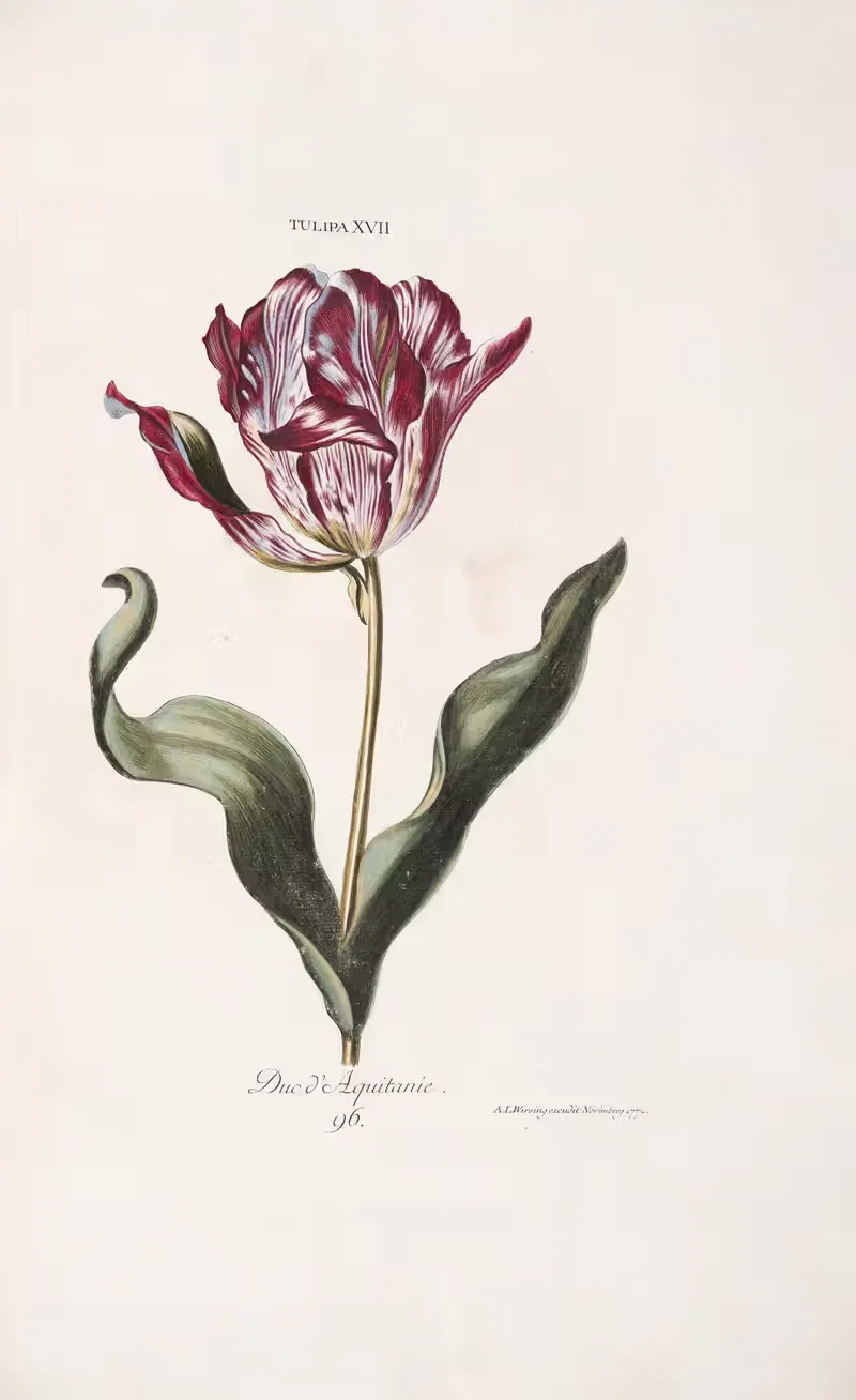 Tulipa XVII. Duc d' Aquitaine — Christoph Jakob Trew