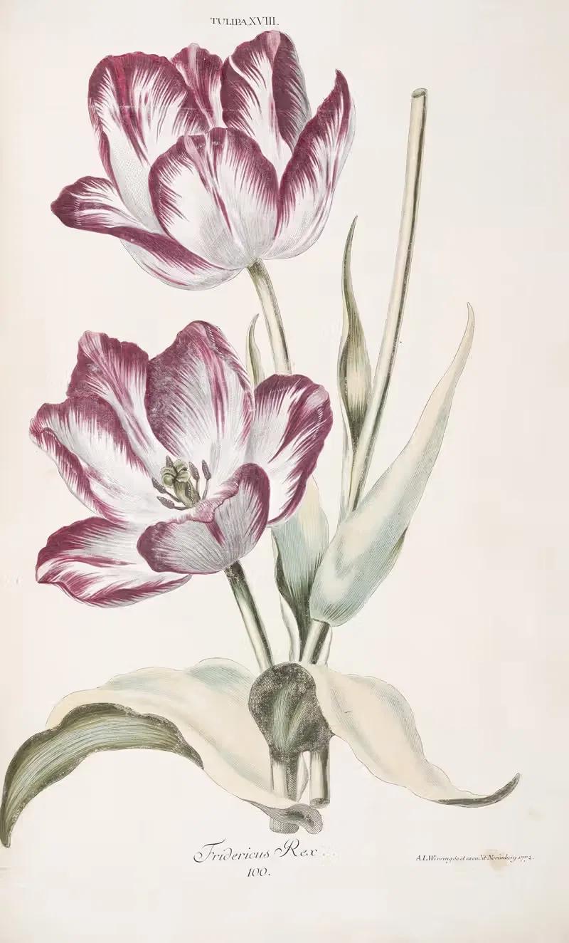 Tulipa XVIII. Fridericus Rex by Christoph Jakob Trew, 1772 — digital art print download