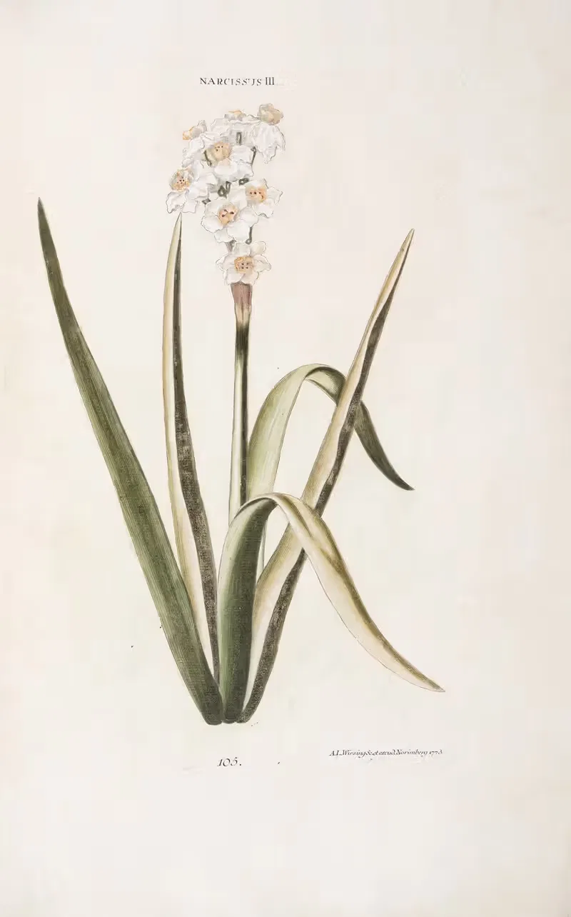 Narcissus III by Christoph Jakob Trew, 1772 — digital art print download