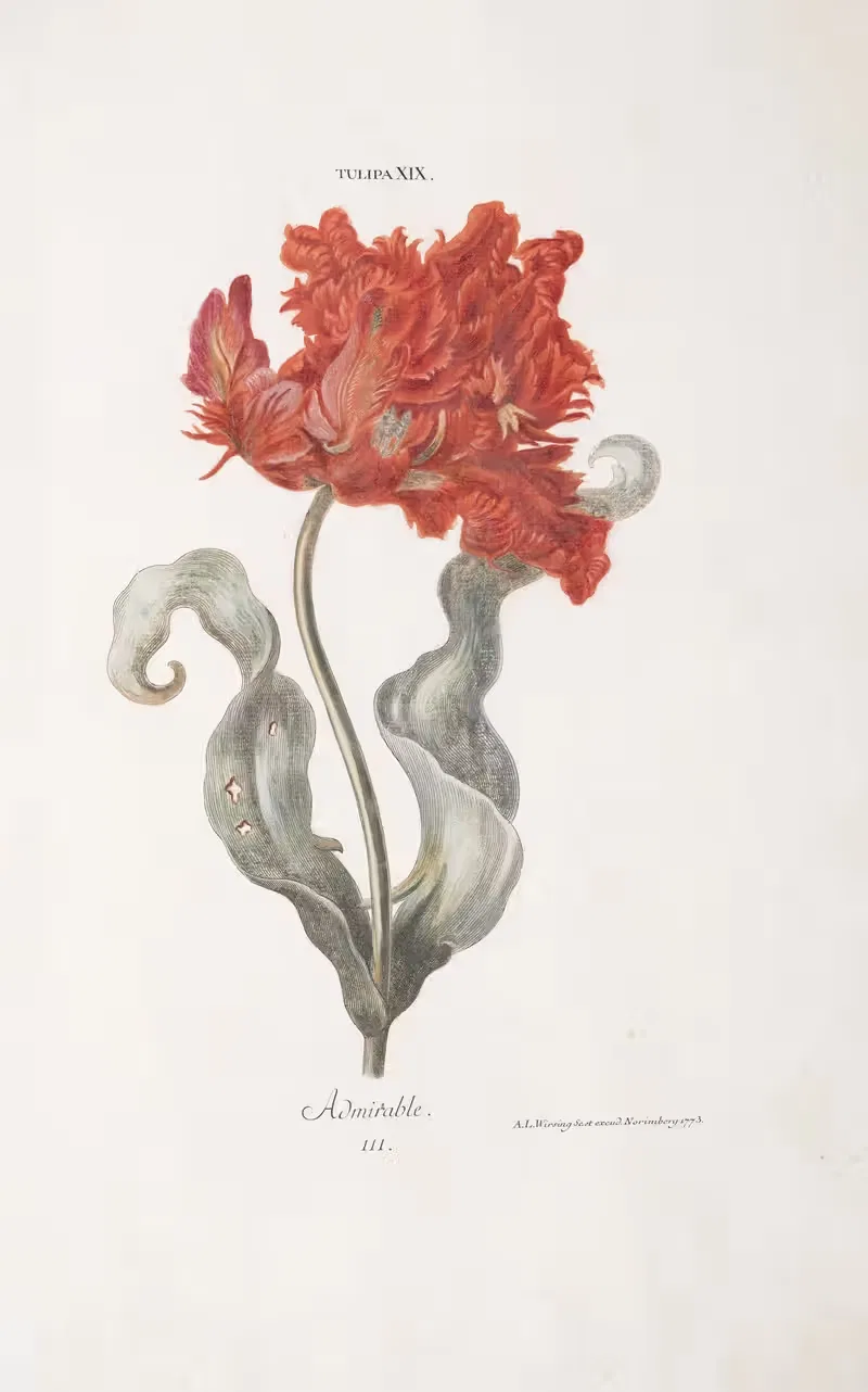 Tulipa XIX. L'Admirable by Christoph Jakob Trew, 1772 — digital art print download