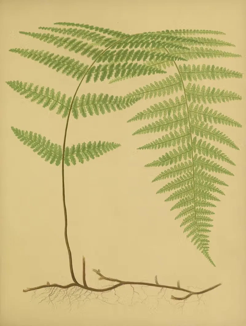 Hay-Scented Fern by Daniel Cady Eaton, 1882 — digital art print download