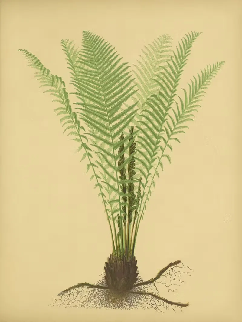 Ostrich-Fern by Daniel Cady Eaton, 1882 — digital art print download