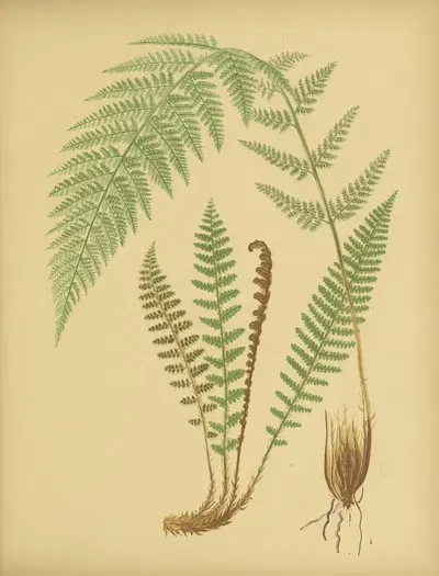 Alpine Beech-Fern, Fragrant Wood-Fern by Daniel Cady Eaton, 1882 — digital art print download