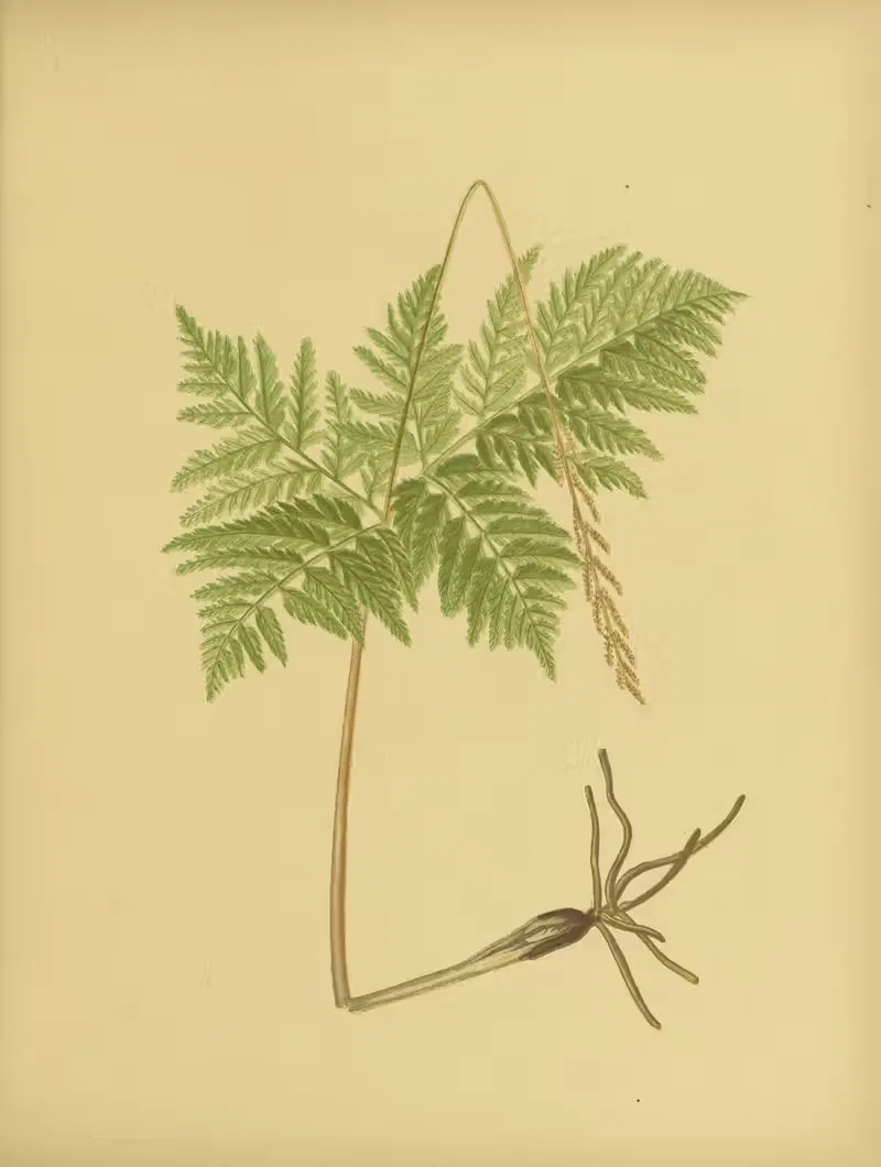 Virginian Grape-Fern by Daniel Cady Eaton, 1882 — digital art print download