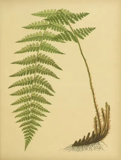Boott's Wood-Fern by Daniel Cady Eaton, 1882 — digital art print download