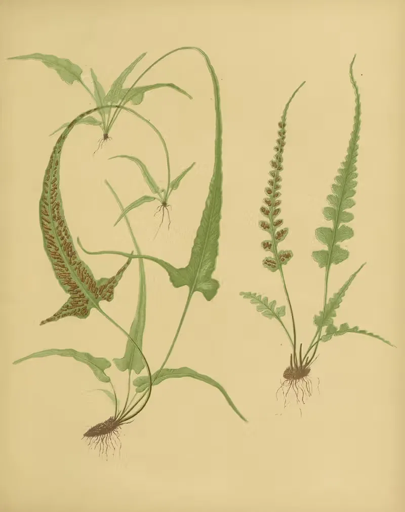Walking-Leaf, Pinnatifid Spleenwort by Daniel Cady Eaton, 1882 — digital art print download