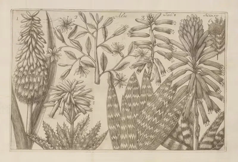 Aloe, Acacia by Filippo Arena, 1767-1768 — digital art print download