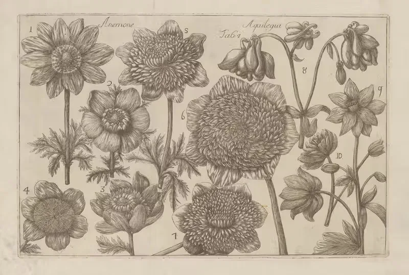 Anemone, Aquilegia by Filippo Arena, 1767-1768 — digital art print download