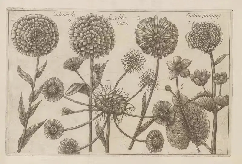 Calendula seu caltha, Caltha palustris by Filippo Arena, 1767-1768 — digital art print download